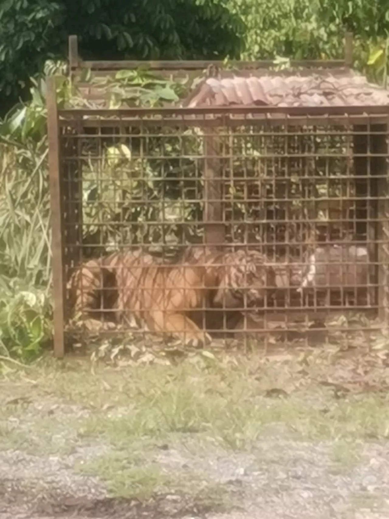 Harimau dipercayai baham dua lelaki berjaya ditangkap di Jeli