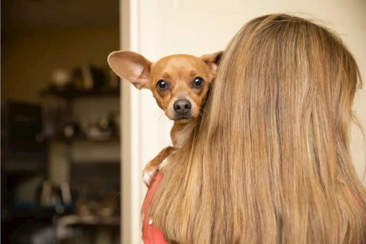 Local shelters team up for free pet adoption event & festival at Seawalk Pavilion this weekend