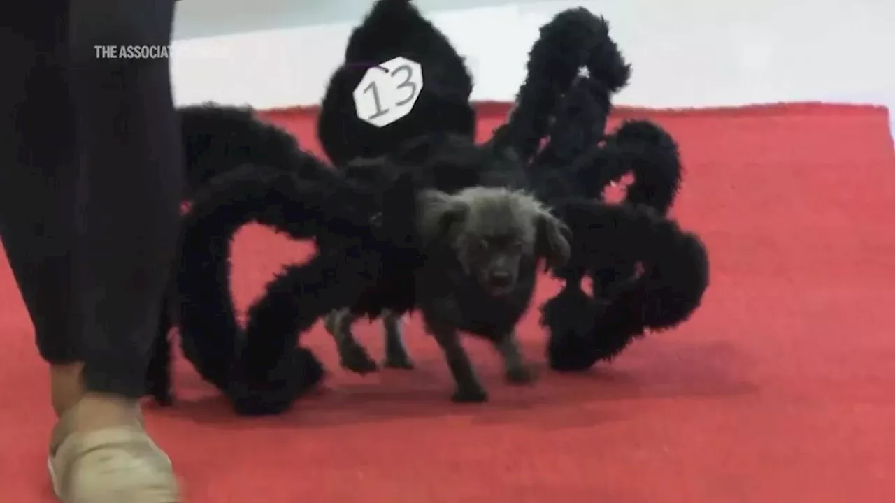 Manila mall hosts pet halloween party featuring giant tarantula poodle