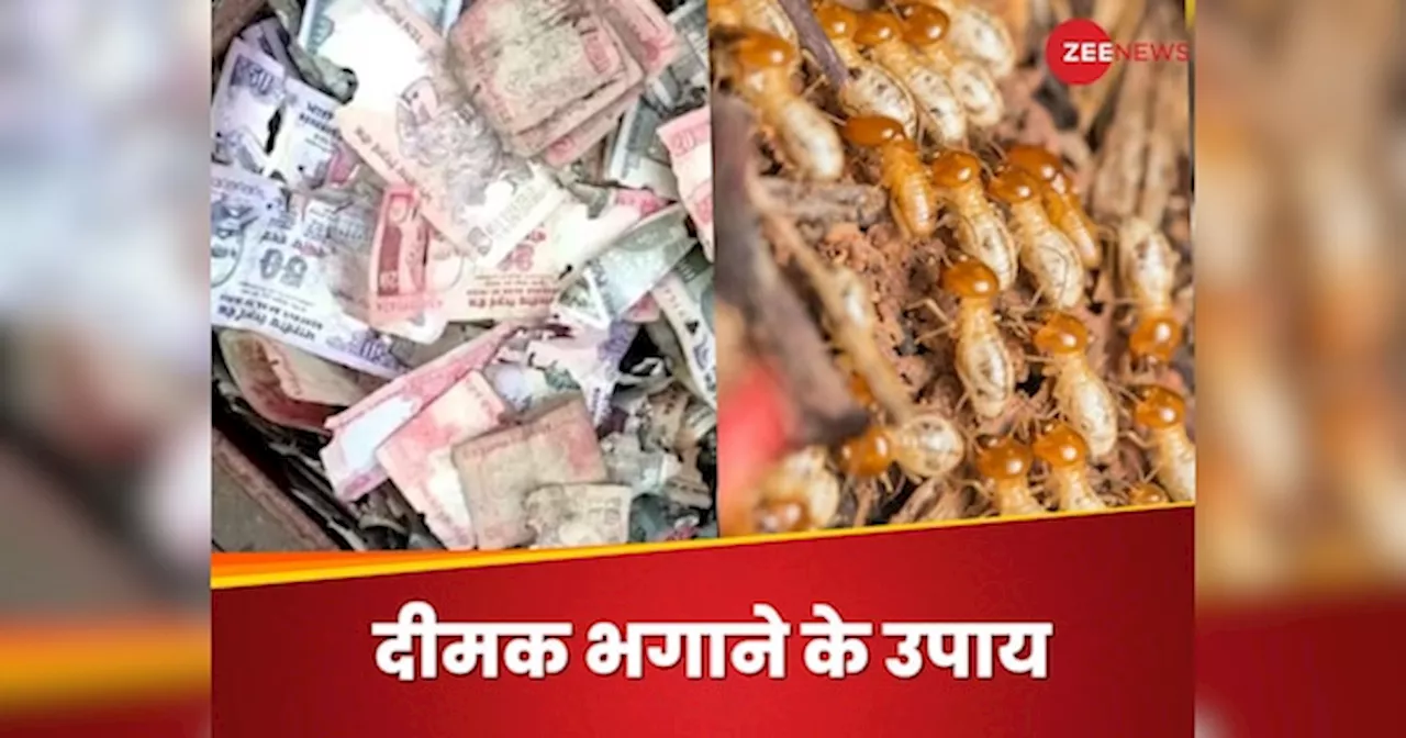 लॉकर में पड़े कैश को दीमक से कैसे बचाएं? इन तरकीबों से रुकेगी टरमाइट्स की एंट्री