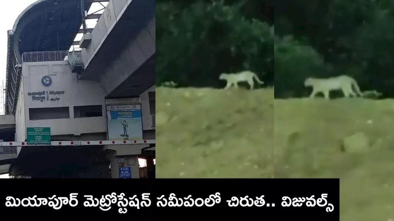 Cheetah in Miyapur: మియాపూర్‌ మెట్రో స్టేషన్‌ సమీపంలో చిరుత సంచారం.. సోషల్‌ మీడియాలో వీడియో వైరల్