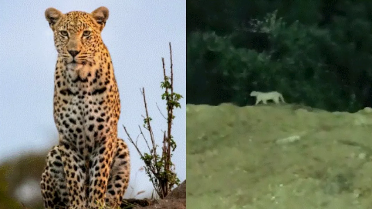 Leopard at Miyapur: మియాపూర్ చిరుత ఘటనలో బిగ్ ట్విస్ట్.. అసలు విషయం చెప్పేసిన ఫారెస్ట్ సిబ్బంది..