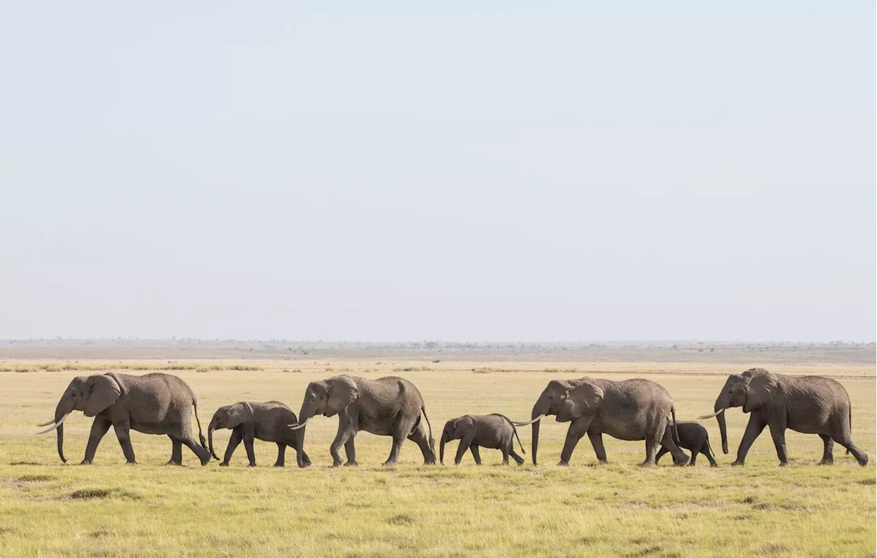 Vrai ou Faux ? : Un éléphant n’oublie jamais