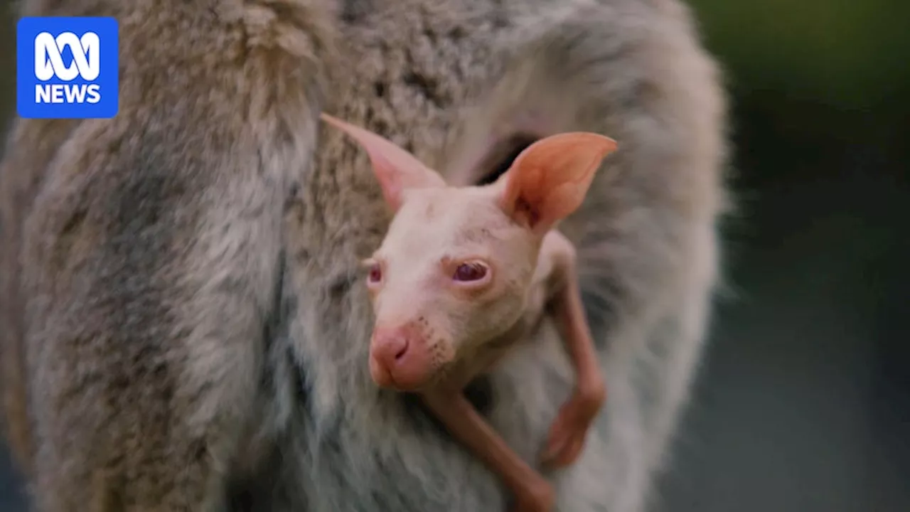 Meet albino wallaby joey, Olaf, born at Helensburgh's Symbio Wildlife Park