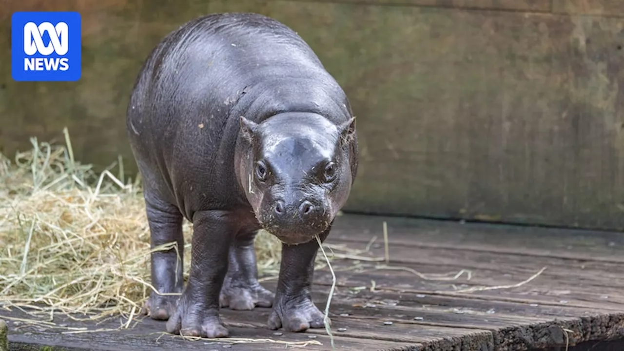 Moo Deng fans invited to visit Taronga Zoo's pygmy hippo calf Lololi