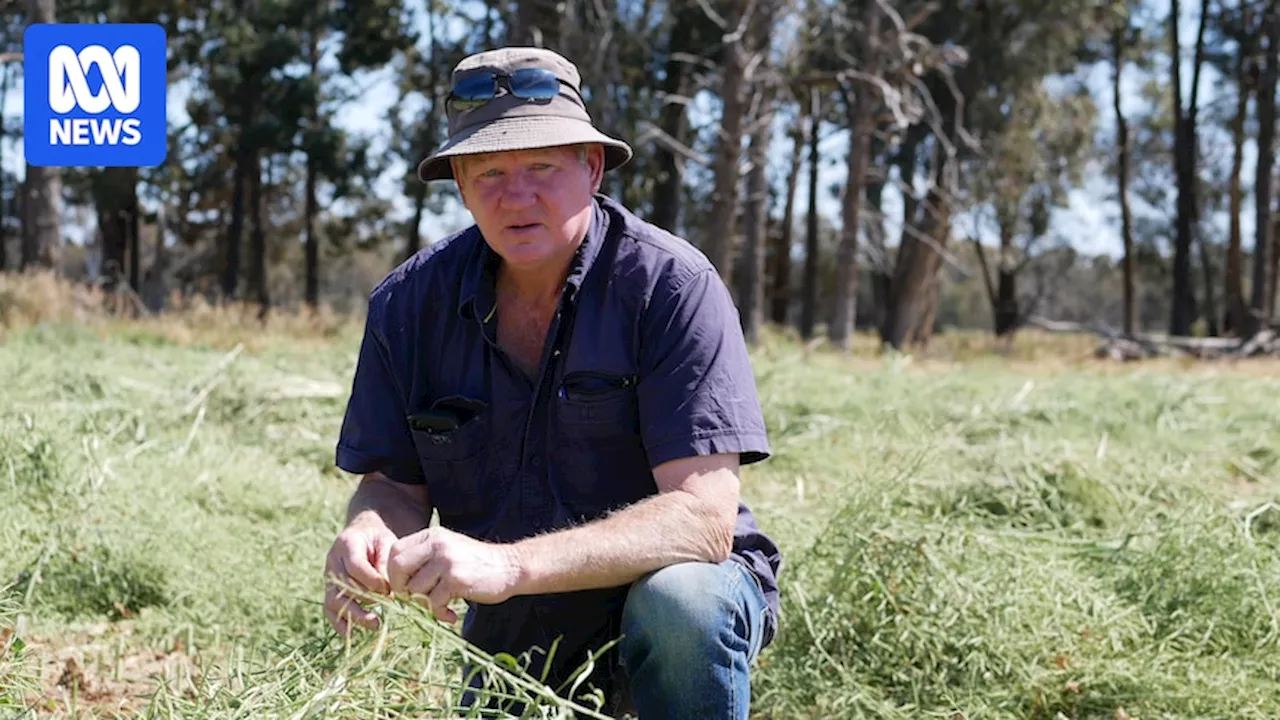 NSW Rural Farmers Assess Frost-Damaged Crops