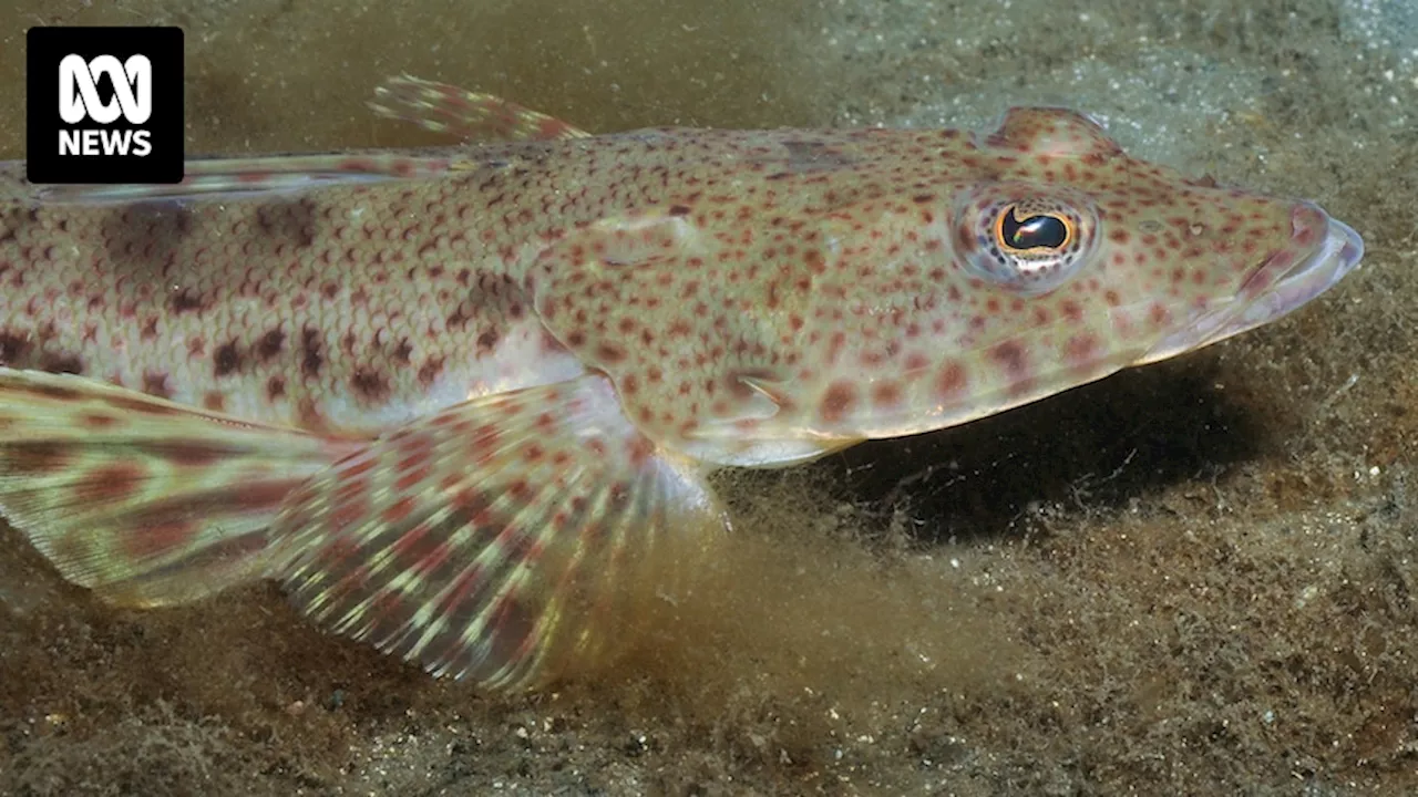 Sand flathead feasibility study looks to boost declining population numbers in Tasmanian waters