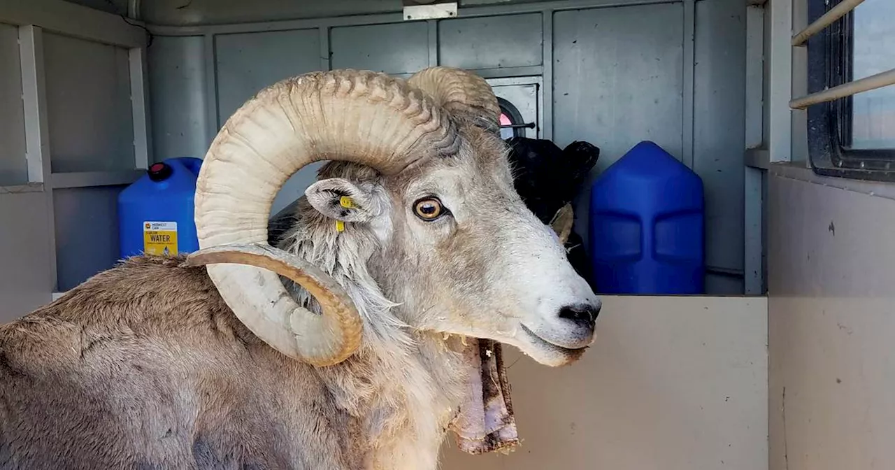 Rancher, 81, sentenced to 6 months for illegally cloning giant sheep for trophy hunting