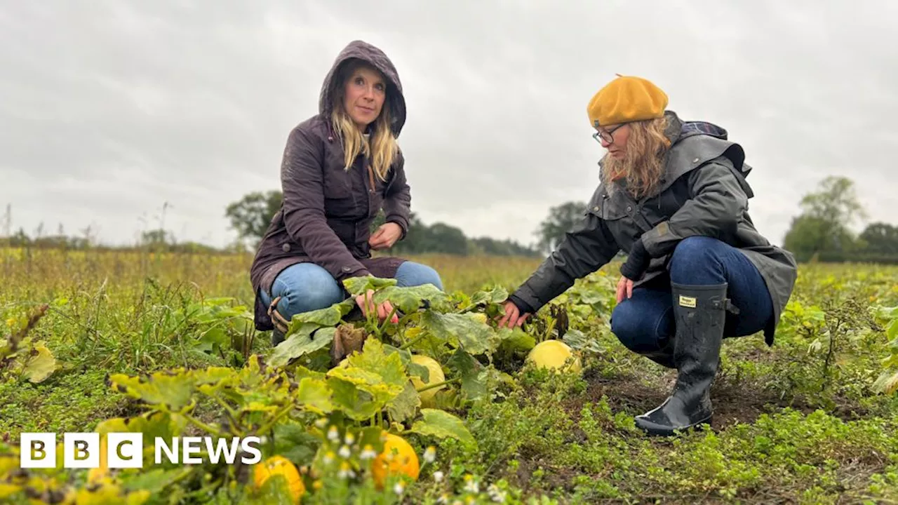 Derbyshire pumpkin yield struggling after 'cold and wet' weather