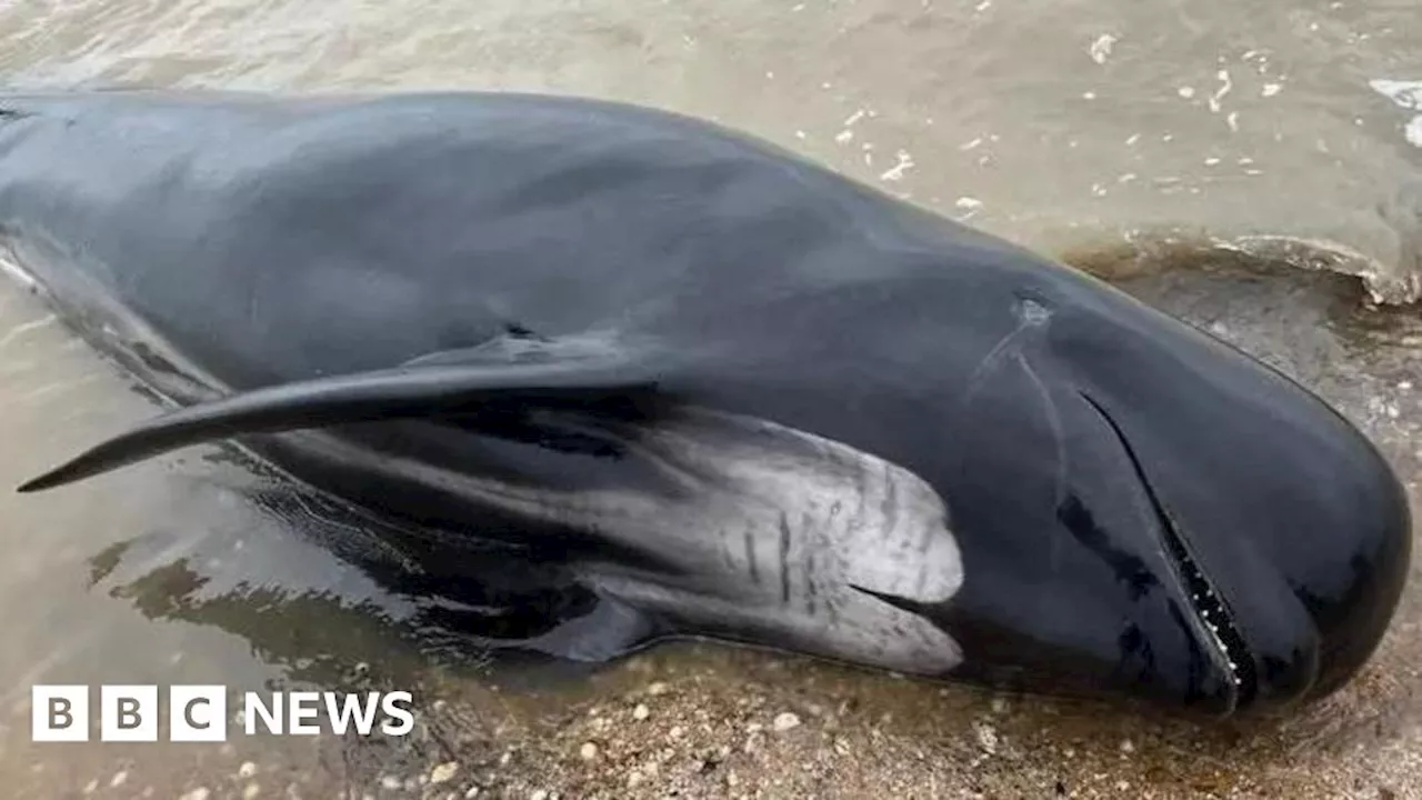 Kent: Seven whales confirmed dead after washing up on coast