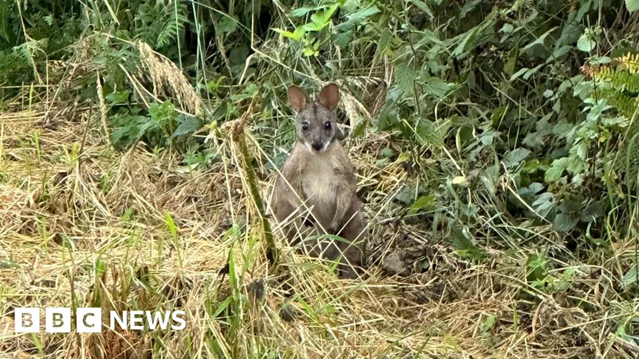 Nottinghamshire wallaby sightings prompt plea to public