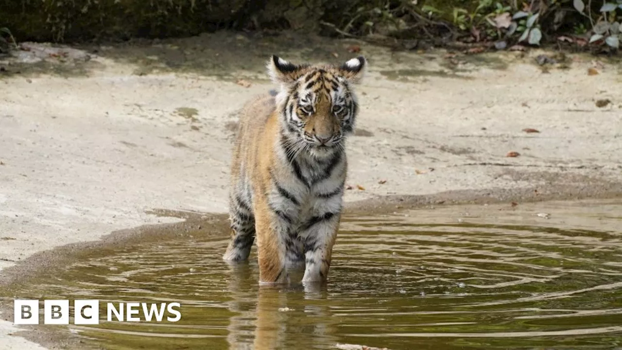 Rare tiger cubs explore Longleat ahead of release into safari