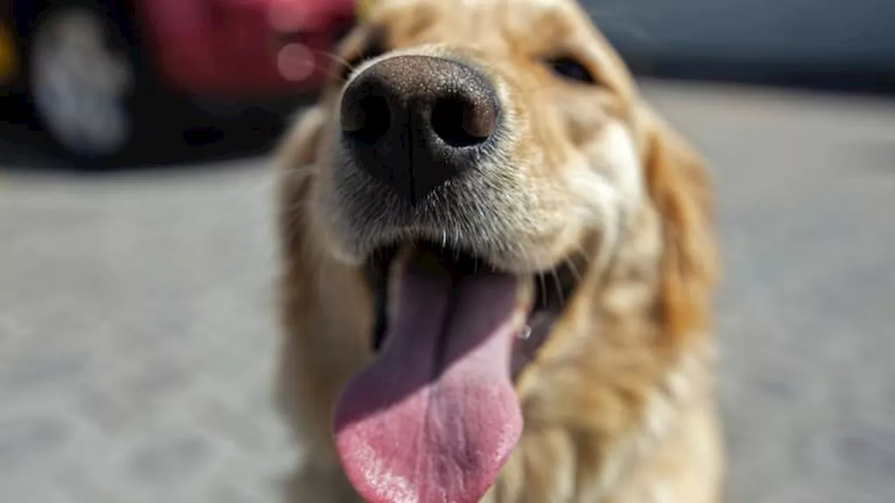 'Un langage commun': les chiens et les humains se sont 'coadaptés' pour se comprendre selon une étude