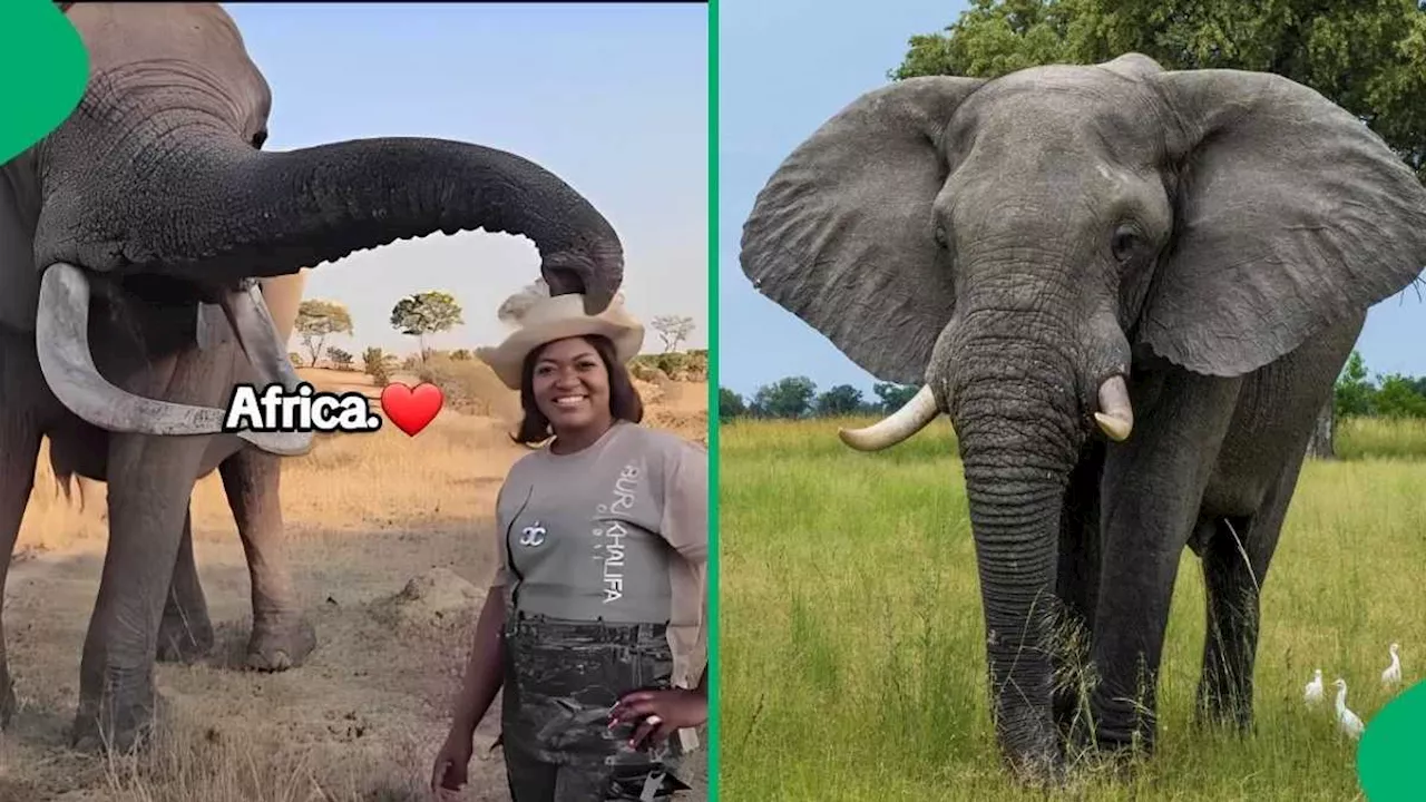 Video Captures Elephant Demanding Respect, Netizens Amazed: “This Is Beautiful”