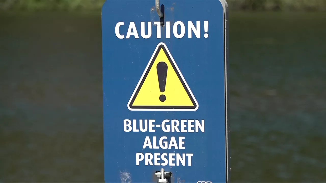 Blue-green algae advisory issued for Thetis Lake, remains in effect at others