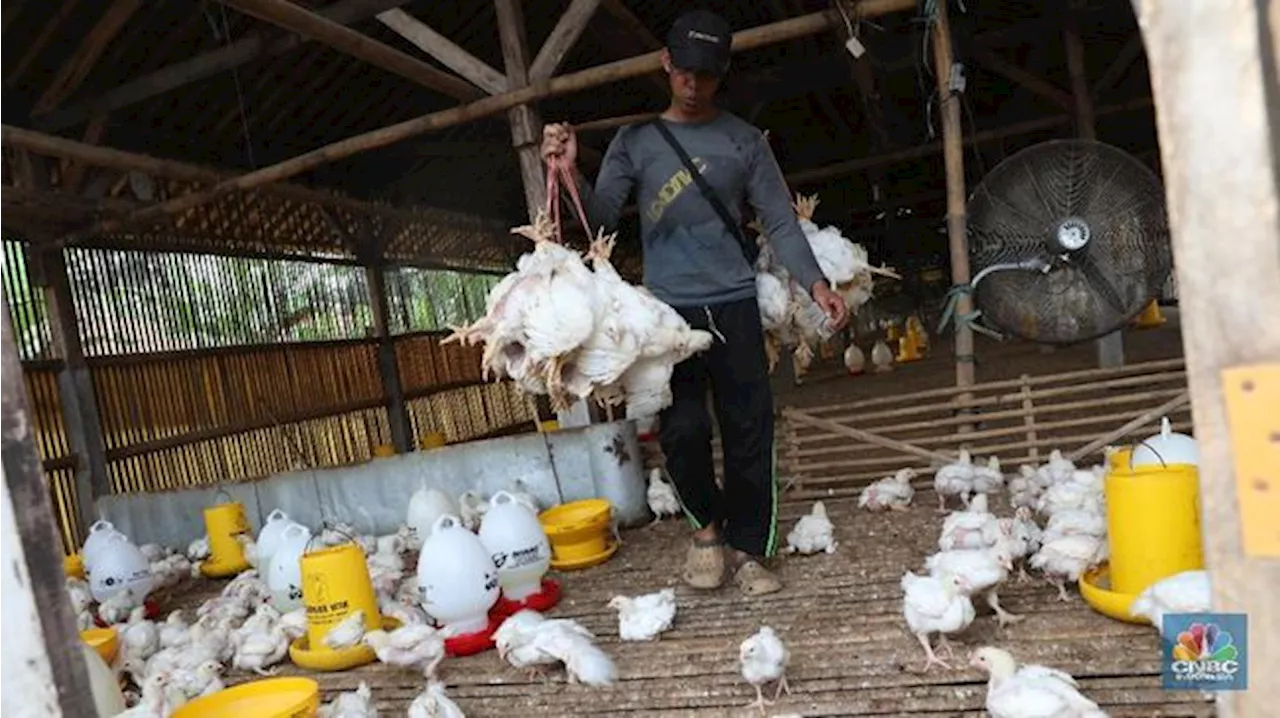 Peternak Ayam Satu per Satu Tiarap, Harga Pakan Mahal-Utang Numpuk