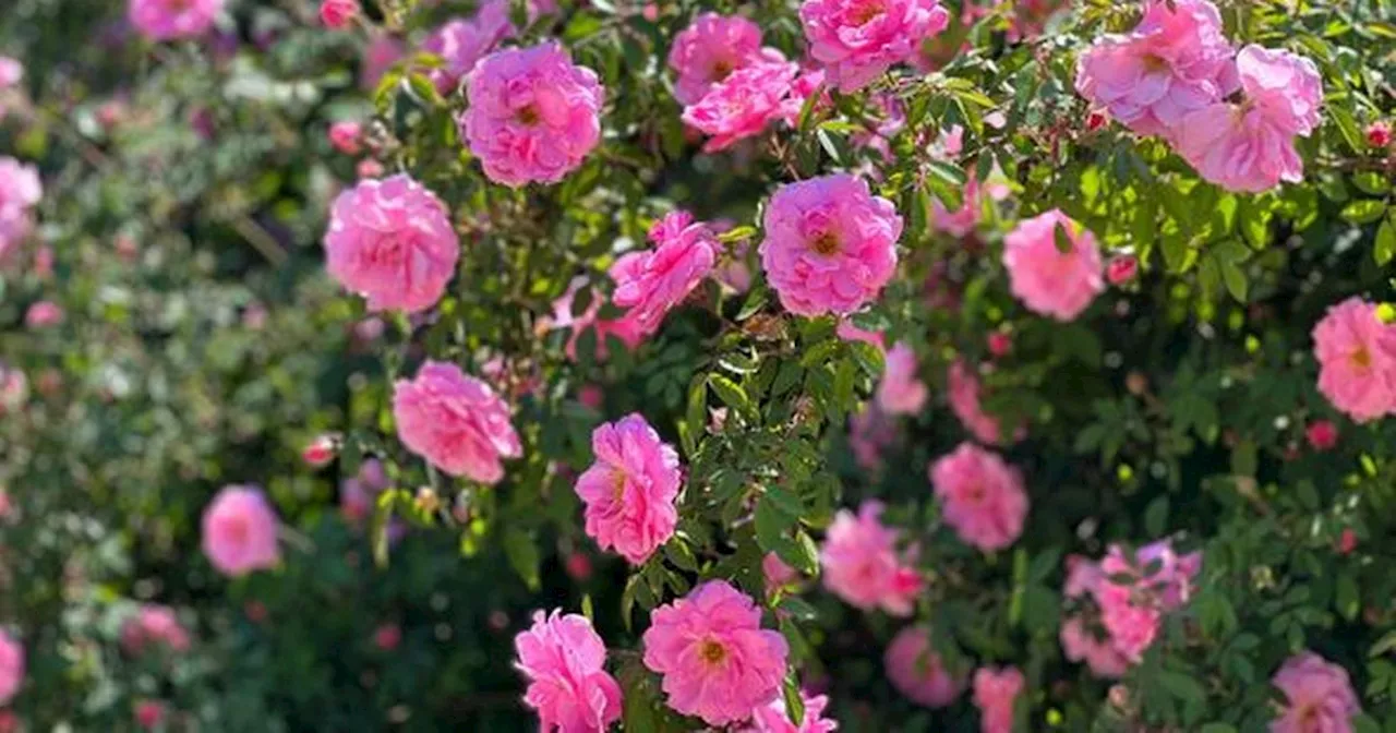 Monty Don's 'straightforward' advice on pruning roses to avoid winter damage