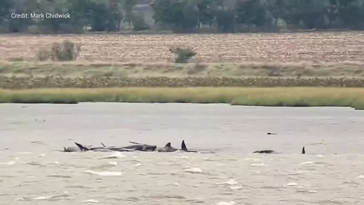 Three more whales found dead near UK shoreline after one carcass washed up following mud flats...