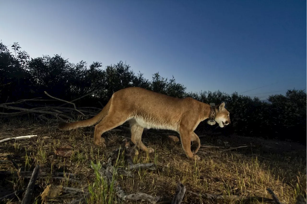 Man kills mountain lion with shovel in Colorado campground; wildlife officers investigating