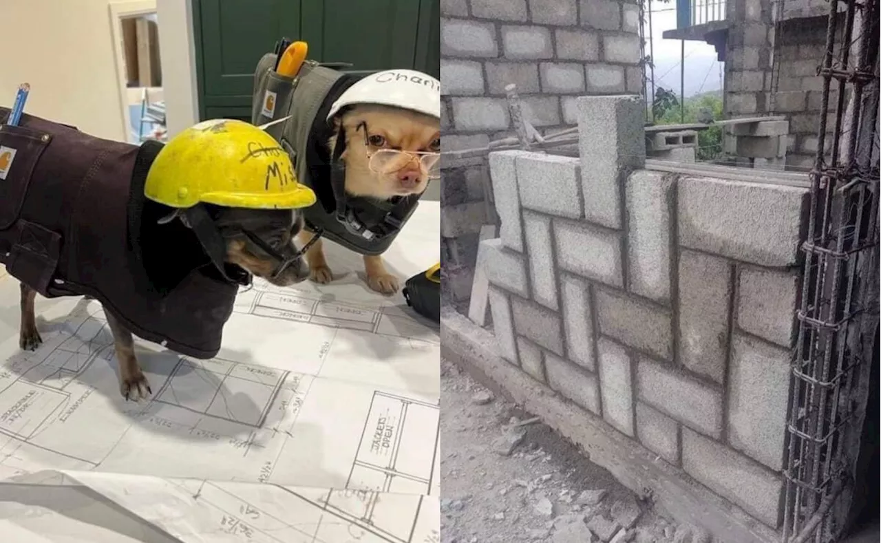 Día Nacional del Arquitecto: los mejores memes para construir las mejores risas