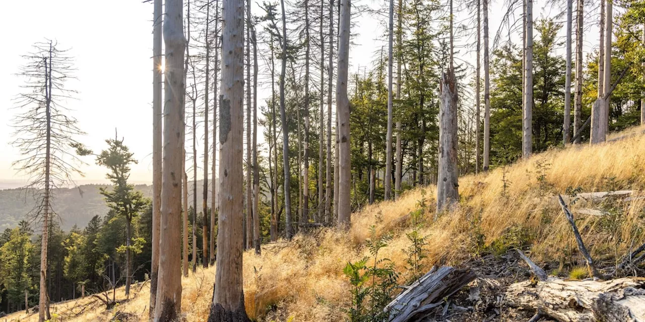 deutscher Wald stößt mehr CO2 aus als er bindet