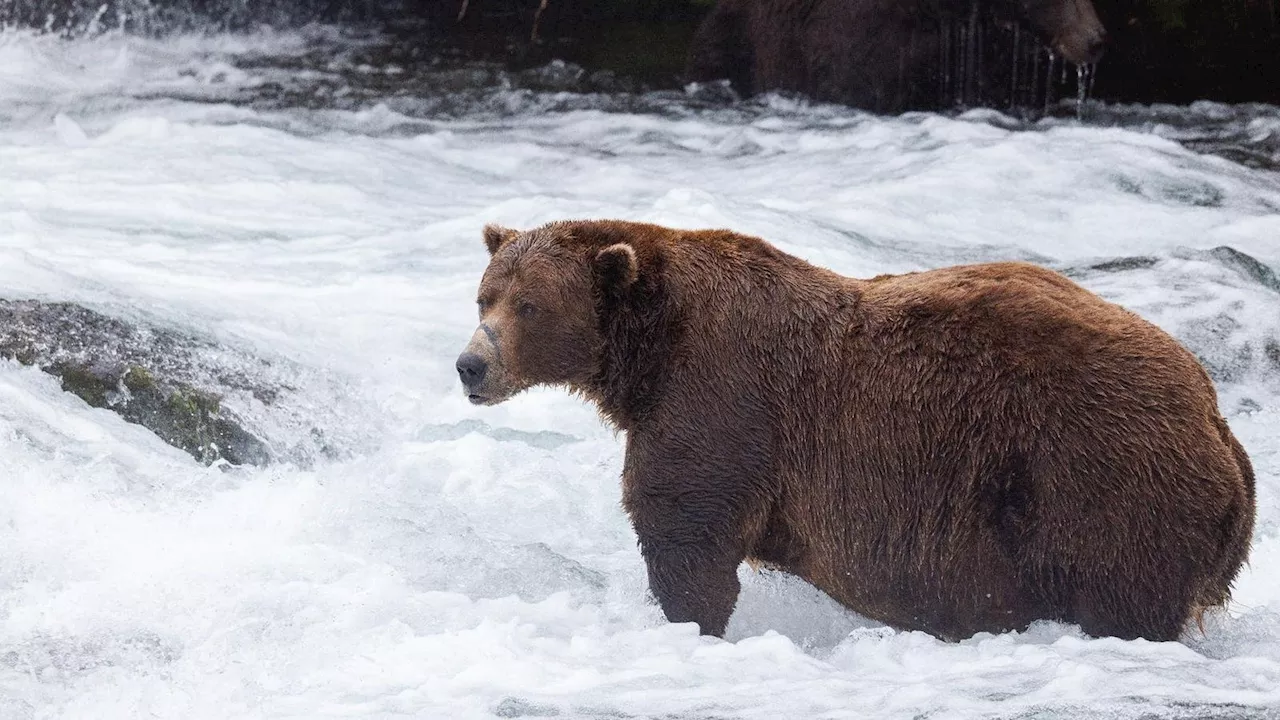 Fat Bear Week Contestants Revealed In Wake Of Bear-On-Bear Tragedy