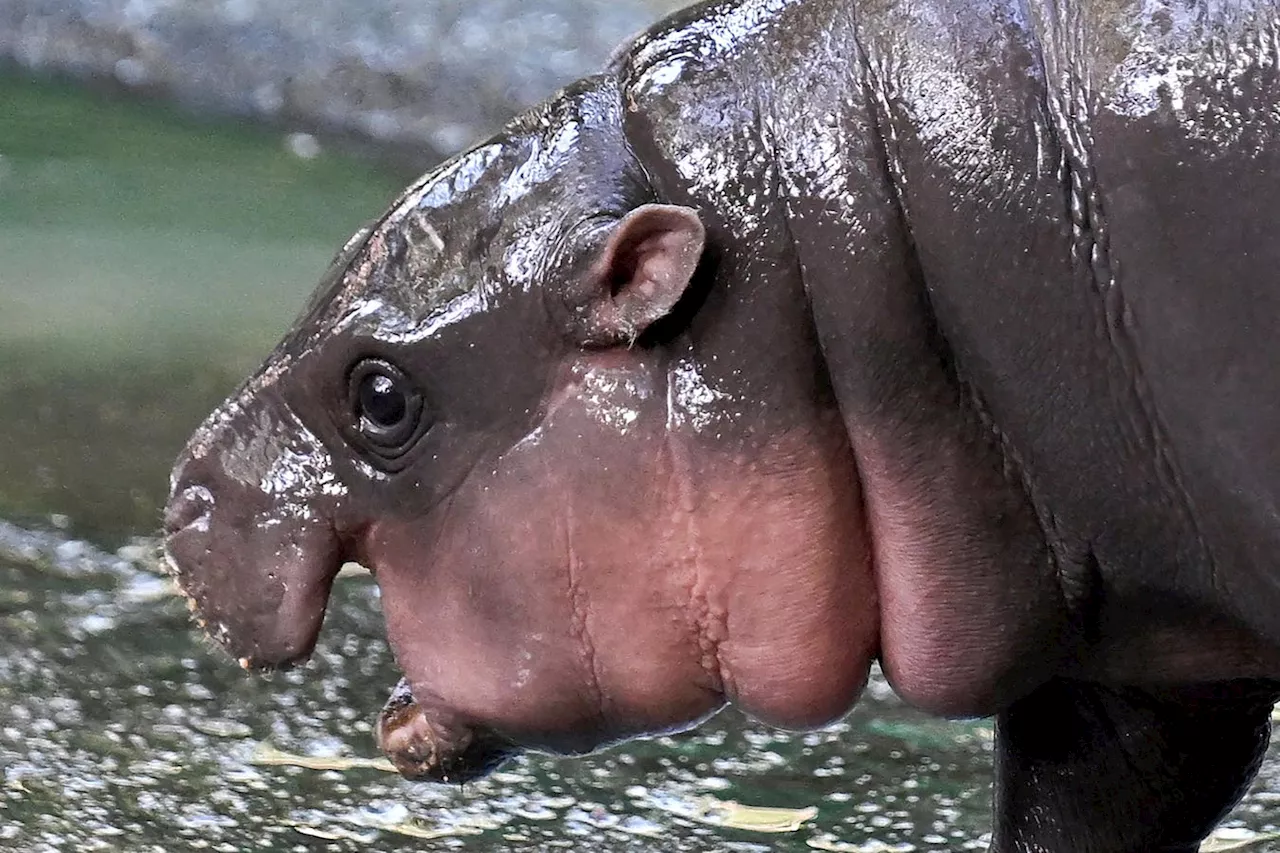 ‘Moo Deng Makeup’: Why Fans Of The Viral Baby Hippo Want Her Look