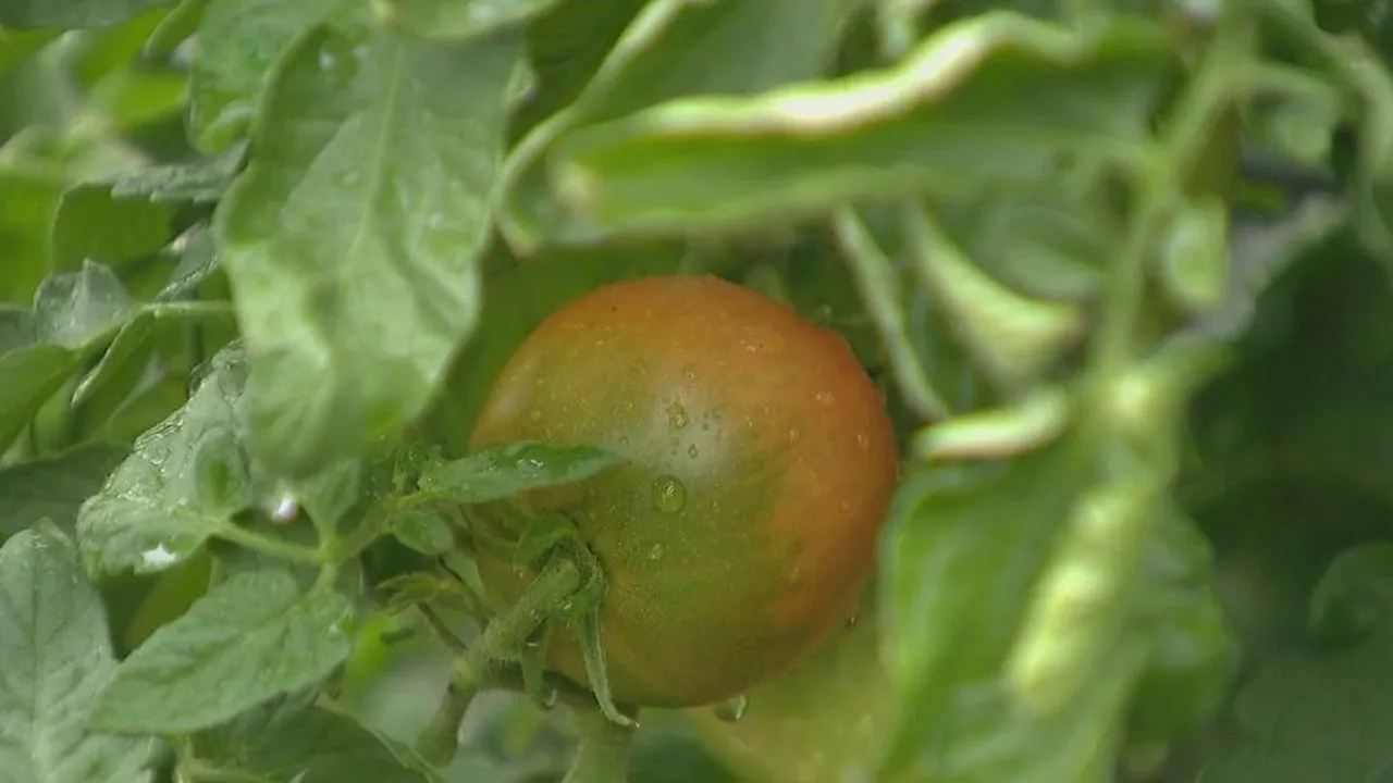 Bronzeville nonprofit celebrates 5th annual Fall Harvest, bringing fresh produce to the South Side