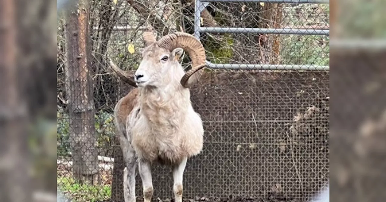 Man Gets Prison Sentence for Cloning Giant Sheep