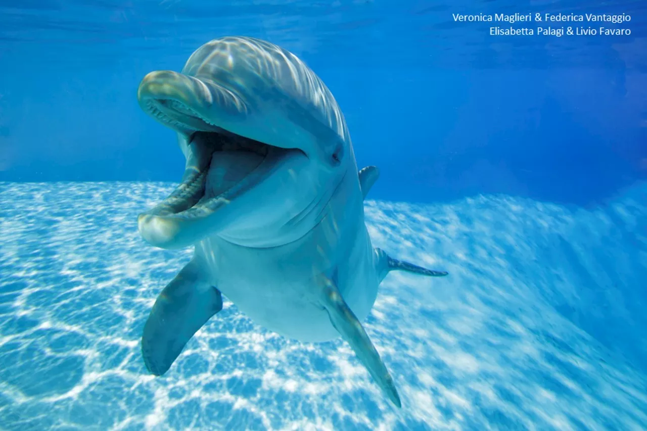 Dolphins ‘Smile’ When They Play Together, Research Footage Reveals