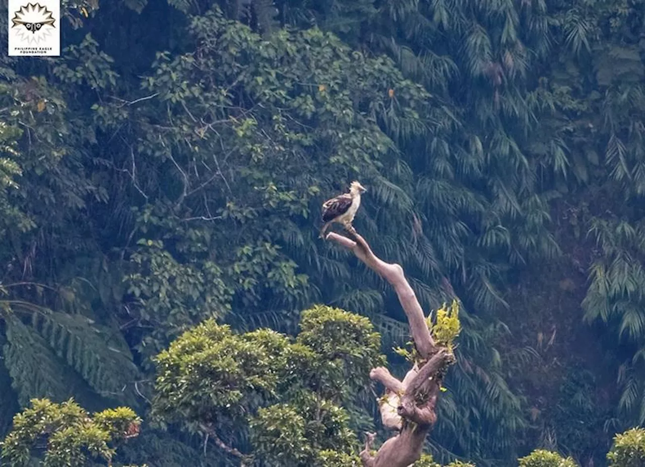 Scientists find Philippine eagle three months after release