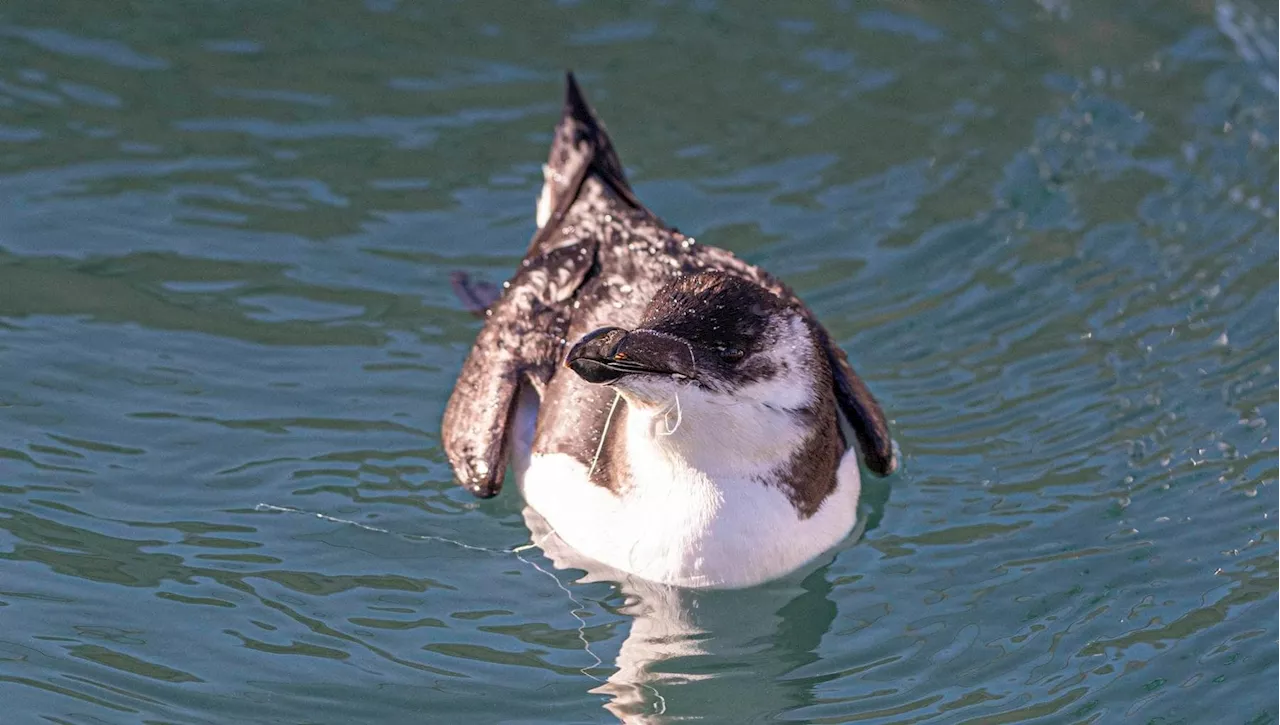 Dal fegato allo stomaco, microplastiche nel 66% delle gazze marine trovate morte nel Tirreno