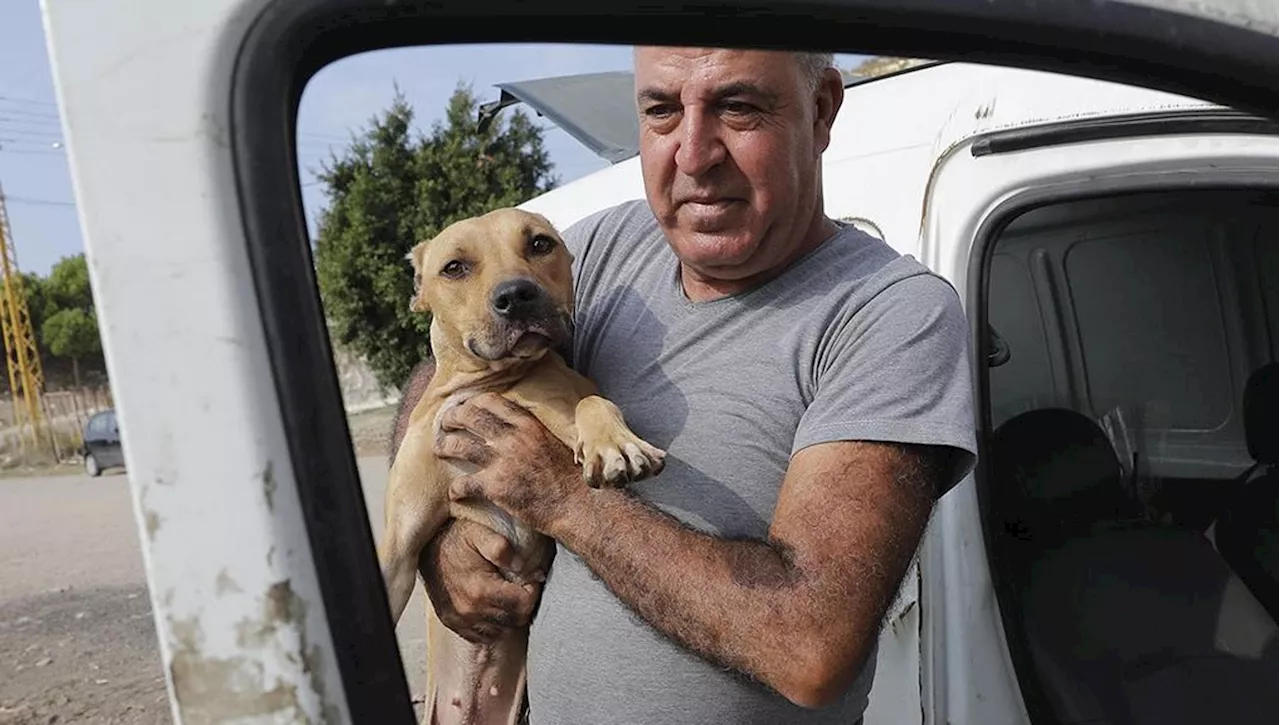 Nella guerra del Libano, un uomo si prende cura degli animali abbandonati