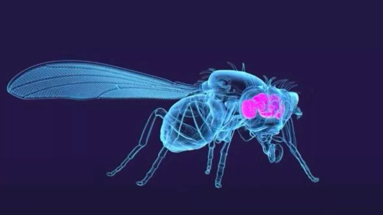 139,000 neurons unveiled in 1st-ever complete brain map of adult fruit fly