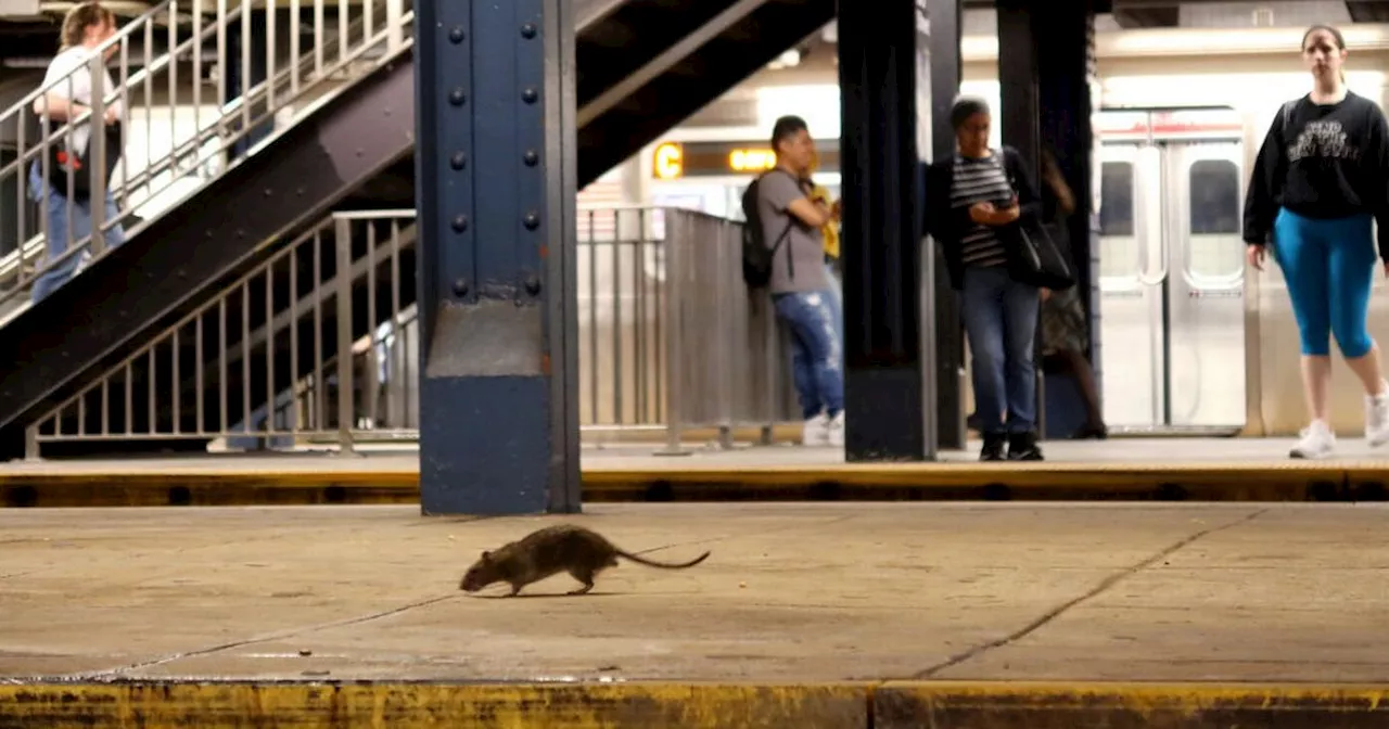 New York to put problem rats on the pill to reduce three million population