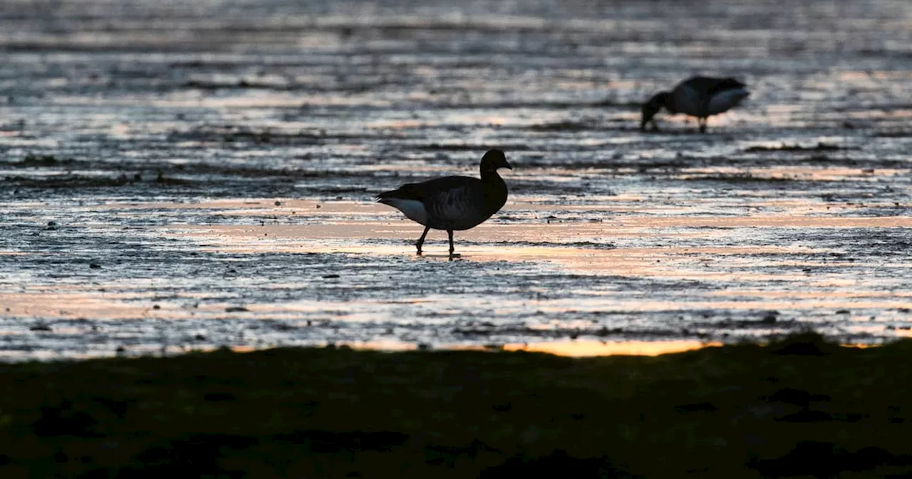The Irish Times view on the Irish environment: a deepening crisis