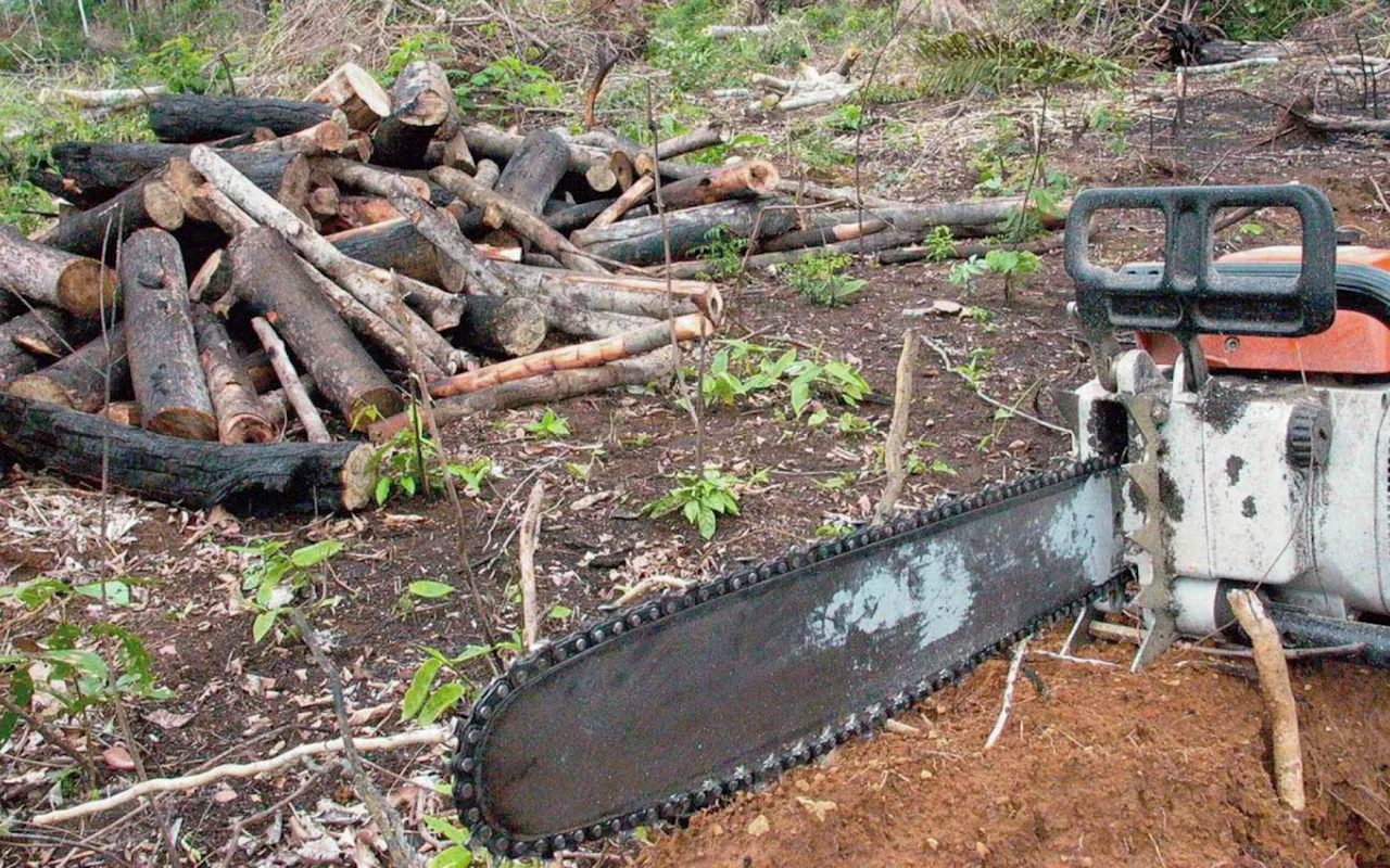 Juiz condena três desmatadores da Amazônia a reflorestar 150 hectares de terras devastadas