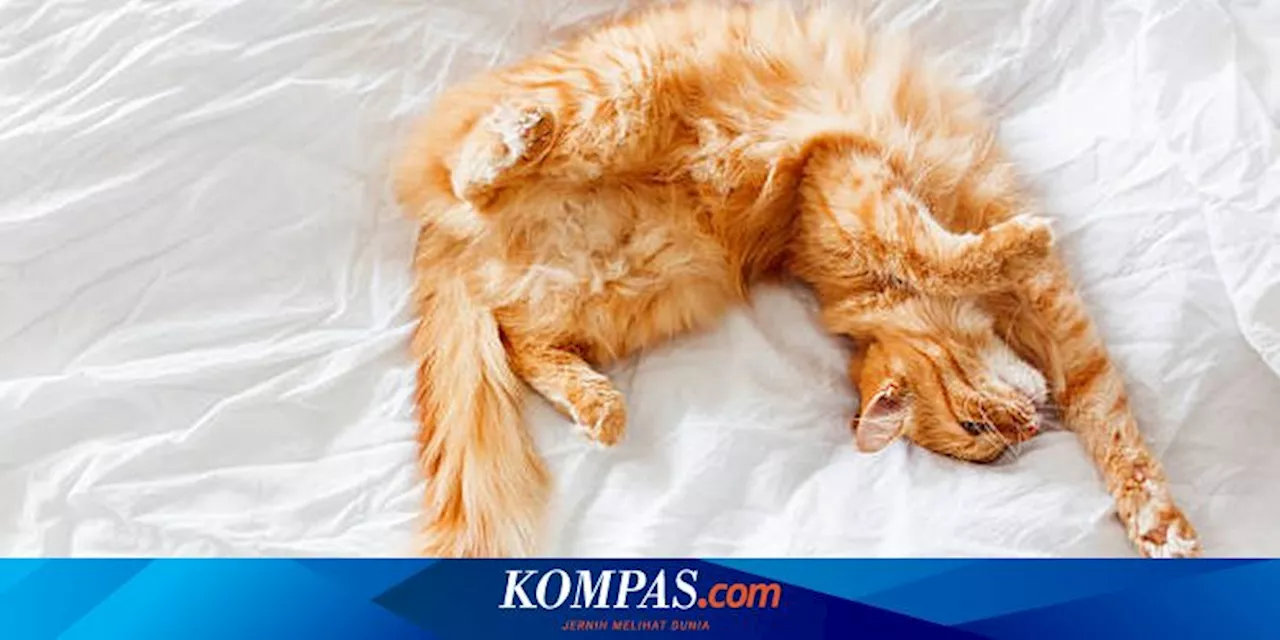 Anatomi Kucing yang Memudahkan Berburu dan Melarikan Diri