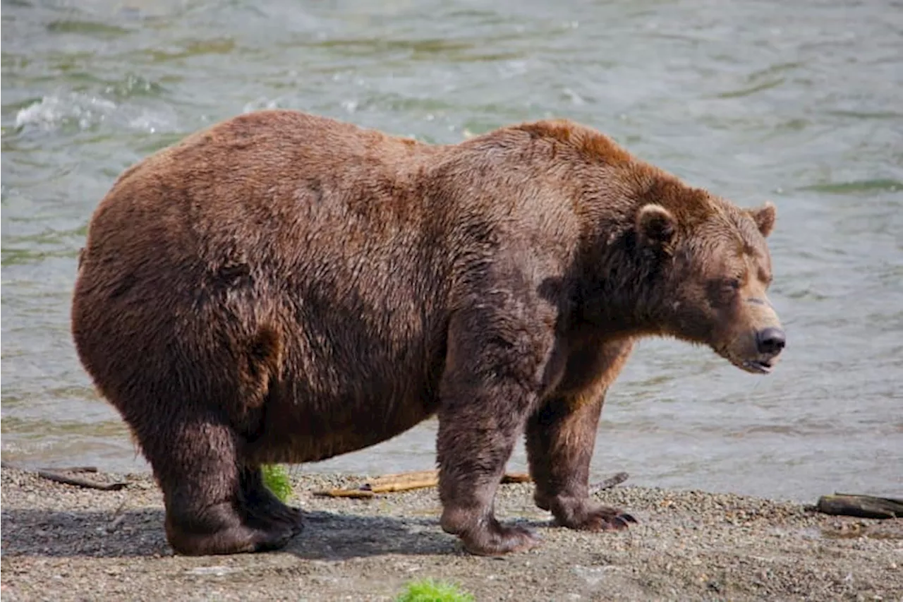 Fat Bear Week Contender Killed in Fight