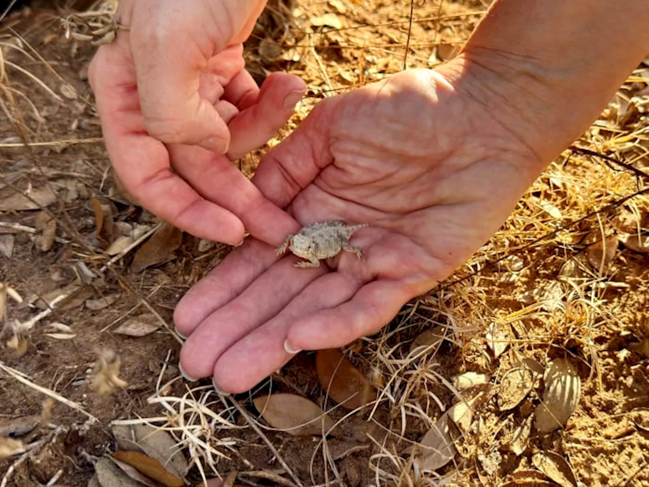 San Antonio Zoo & Zoo Miami release 50 Texas horned lizards into their natural habitat