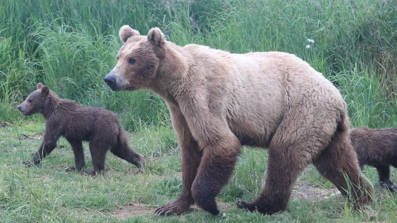 Fat Bear Week delayed after a ‘beloved bear’ dies on camera