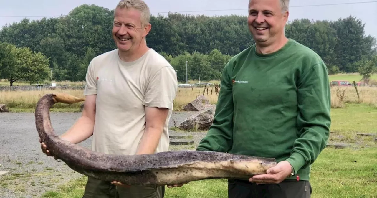 1,5 Meter lang: Riesenpenis am Ostsee-Strand entdeckt