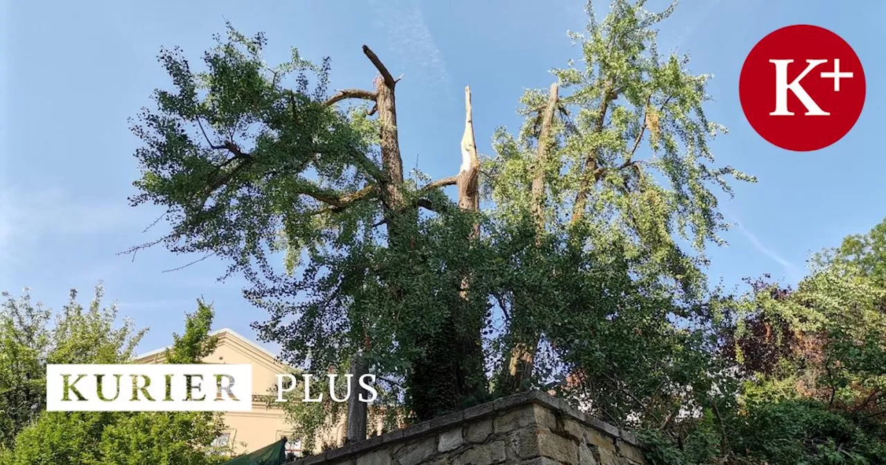 Zwei Schwerverletzte bei Ritterfest: Baum 'in tadellosem Zustand'