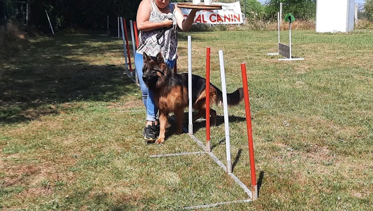 Decazeville. Samedi, rencontre-découverte du chien à Vivioles