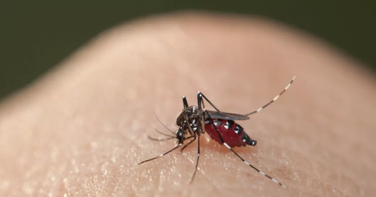 Dengue reaches El Monte in ‘extremely rare’ local transmission