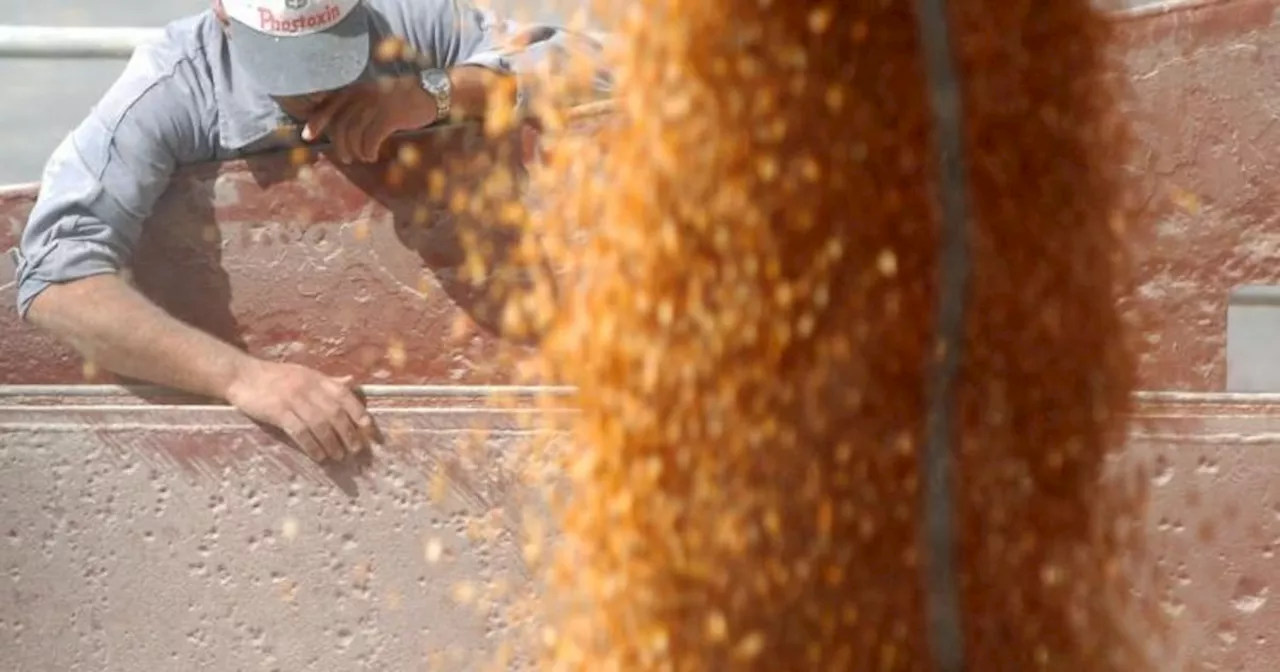 Octubre, cuando los productores agrícolas deben presentar una información clave ante la Afip