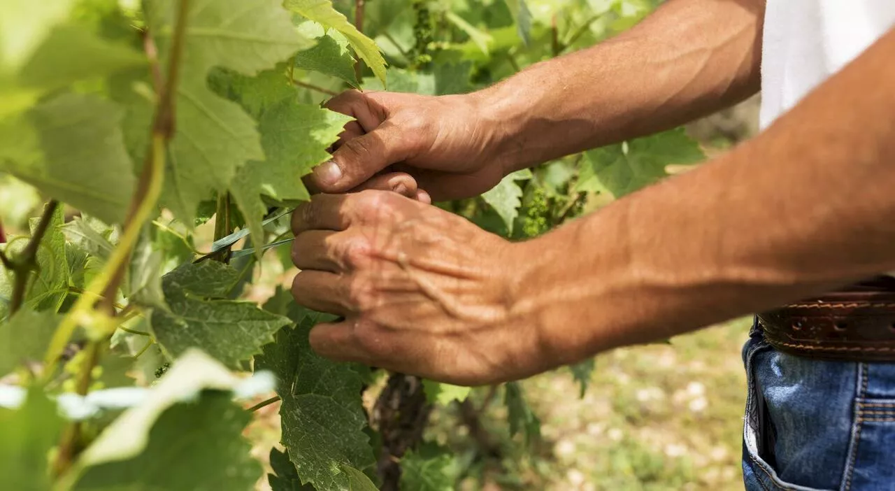 A 23 anni mette in pausa l'università e va in Francia per la vendemmia: «Lavoro pochi giorni e prendo fino a 3