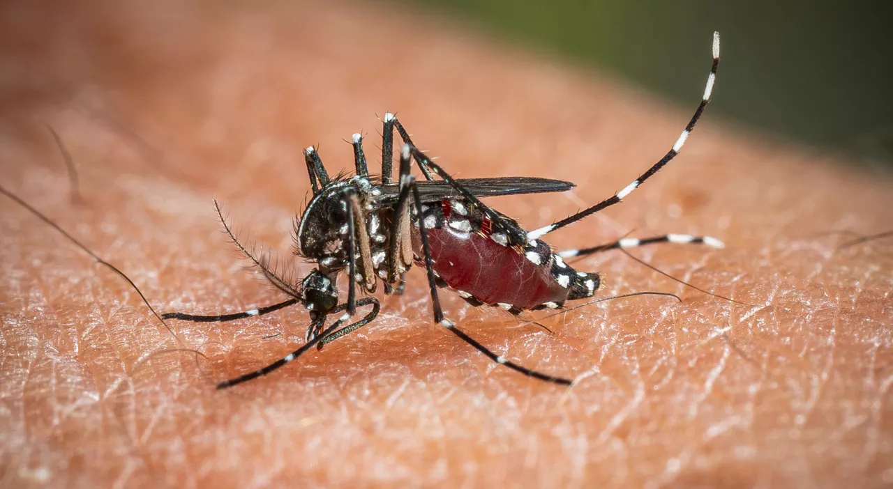 Terzo caso di Dengue a Ortona, ordinanza per la disinfestazione