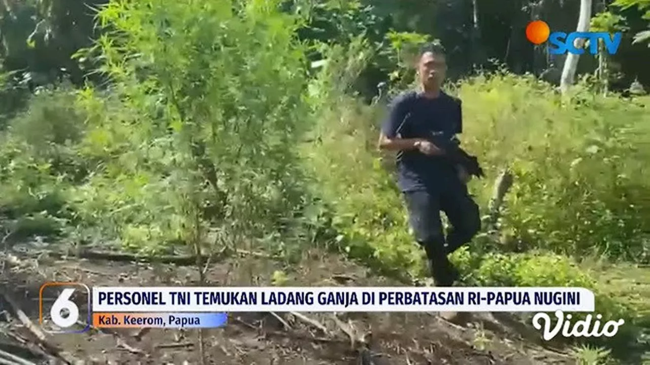 Tim Gabungan Bea Cukai, BNN, dan TNI Sita 50 Kg Ganja di Perbatasan Papua Nugini