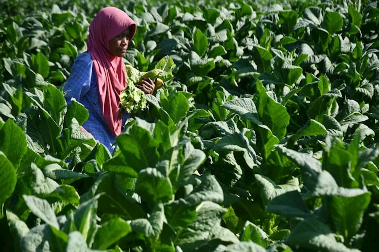 Rancangan Permenkes dan PP 282024 tentang Tembakau Masih Tuai Penolakan